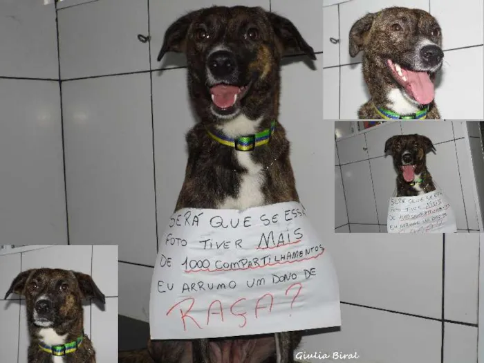 Cachorro ra a SRD idade 1 ano nome Vitoria