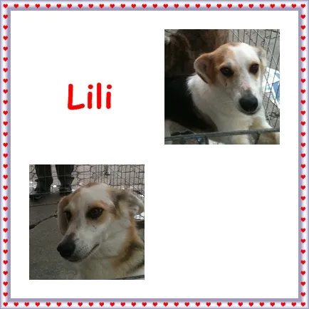 Cachorro ra a SRD idade 2 anos nome Lili