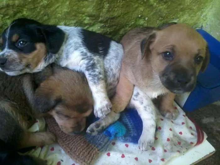Cachorro ra a vira-lata idade 2 a 6 meses nome sem nomes