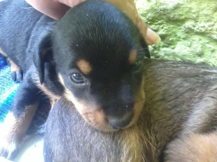 Cachorro ra a vira-lata idade 2 a 6 meses nome sem nomes