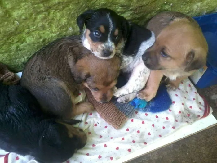 Cachorro ra a vira-lata idade 2 a 6 meses nome sem nomes