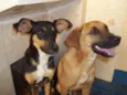 Cachorrinhos