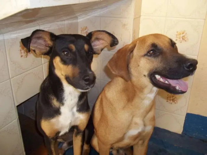 Cachorro ra a vira lata idade 2 a 6 meses nome Cachorrinhos