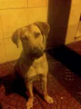 Dei o nome de Mel p