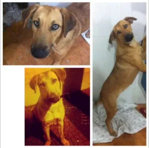 Cachorro raça Parece ser vira-lata idade  nome Dei o nome de Mel p