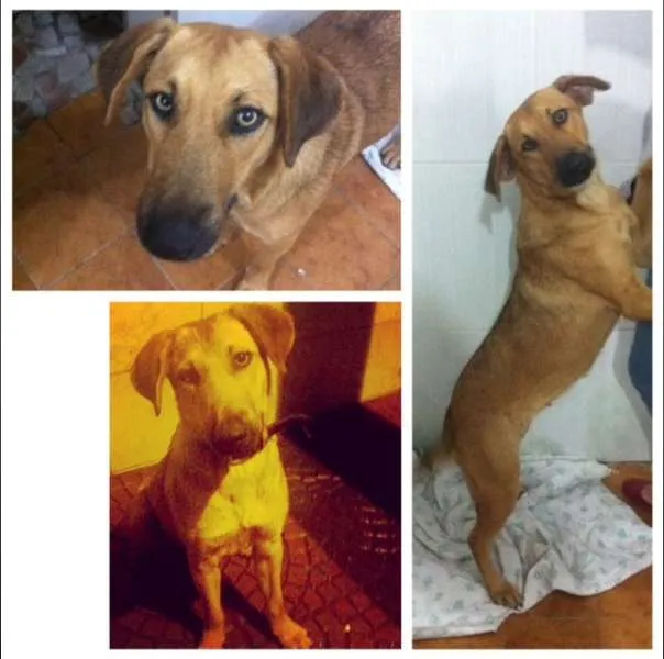 Cachorro ra a Parece ser vira-lata idade  nome Dei o nome de Mel p
