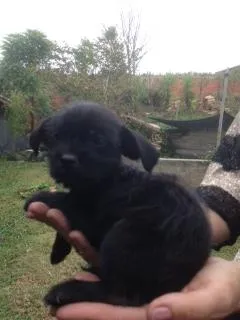 Cachorro ra a PINCHER/SCHITZU idade Abaixo de 2 meses nome Pincher/SCHITZU