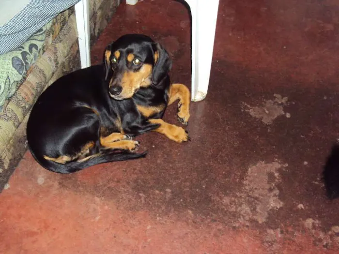 Cachorro ra a Basset-Cofap idade 3 anos nome LORENA