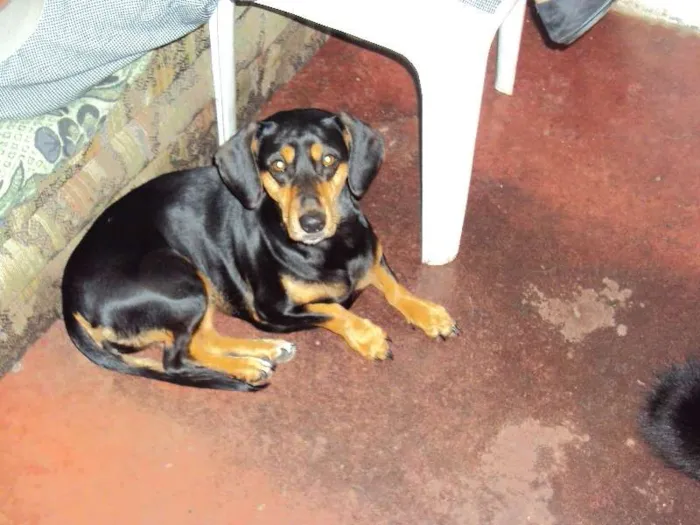 Cachorro ra a Basset-Cofap idade 3 anos nome LORENA