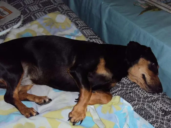 Cachorro ra a Basset-Cofap idade 3 anos nome LORENA