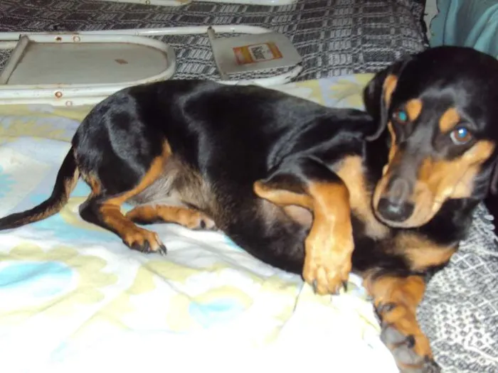 Cachorro ra a Basset-Cofap idade 3 anos nome LORENA