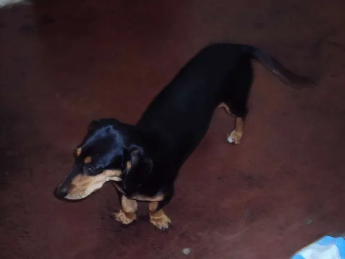 Cachorro ra a Basset-Cofap idade 3 anos nome LORENA