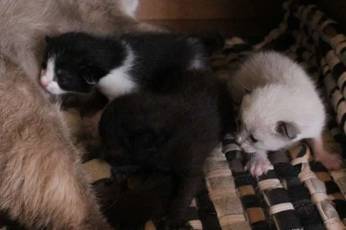 Gato ra a SRD idade Abaixo de 2 meses nome VÁRIOS FILHOTINHOS