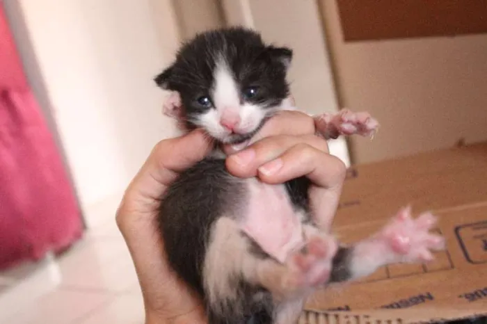 Gato ra a SRD idade Abaixo de 2 meses nome VÁRIOS FILHOTINHOS