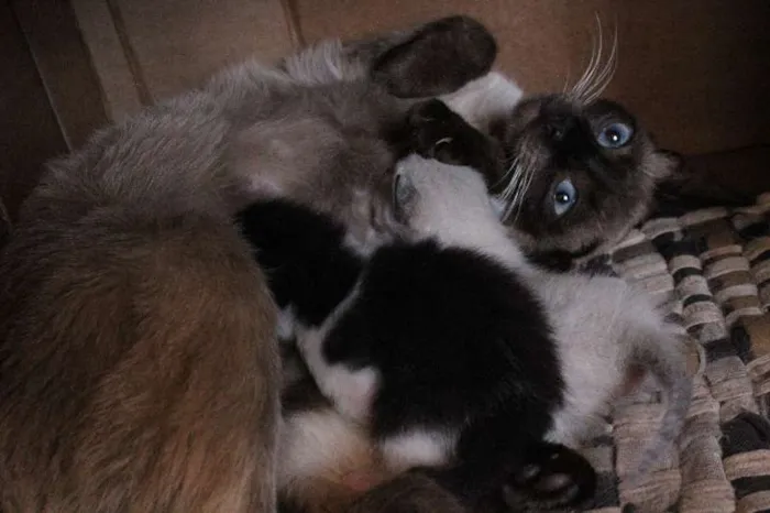 Gato ra a SRD idade Abaixo de 2 meses nome VÁRIOS FILHOTINHOS