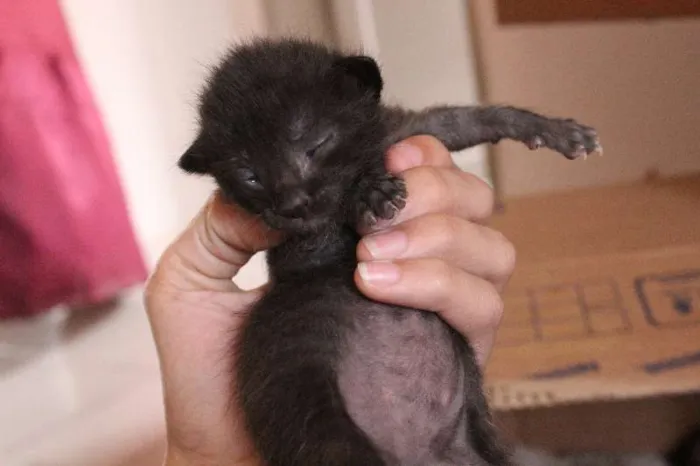 Gato ra a SRD idade Abaixo de 2 meses nome VÁRIOS FILHOTINHOS