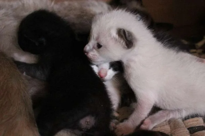 Gato ra a SRD idade Abaixo de 2 meses nome VÁRIOS FILHOTINHOS