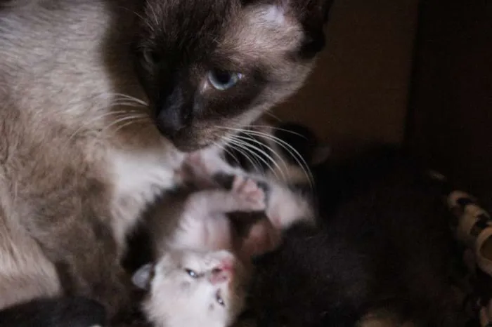Gato ra a SRD idade Abaixo de 2 meses nome VÁRIOS FILHOTINHOS