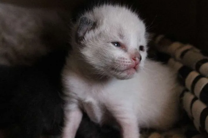 Gato ra a SRD idade Abaixo de 2 meses nome VÁRIOS FILHOTINHOS