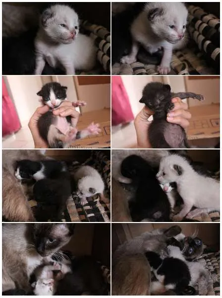 Gato ra a SRD idade Abaixo de 2 meses nome VÁRIOS FILHOTINHOS