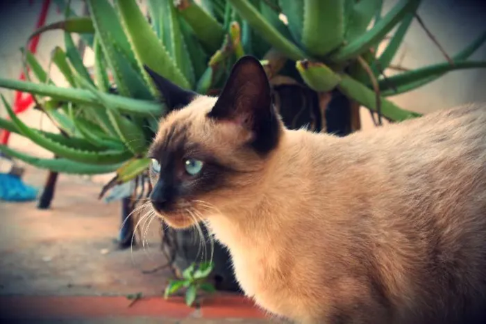 Gato ra a SRD idade Abaixo de 2 meses nome VÁRIOS FILHOTINHOS