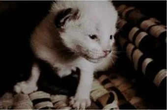 Gato ra a SRD idade Abaixo de 2 meses nome VÁRIOS FILHOTINHOS