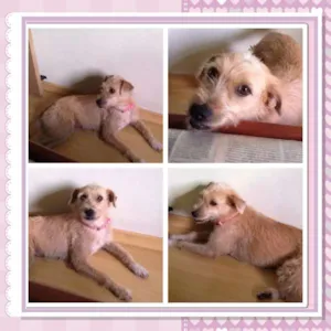 Cachorro raça SRD idade 1 ano nome Mila