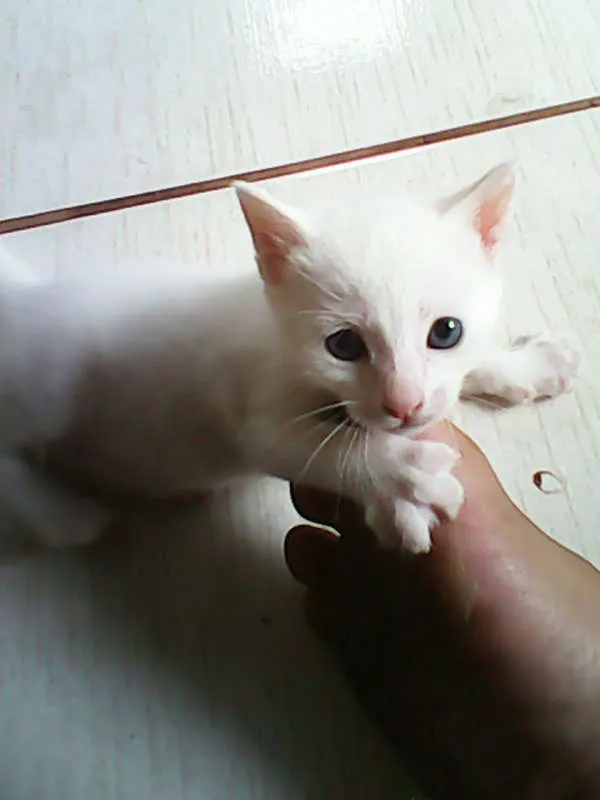 Gato ra a vira-lata idade Abaixo de 2 meses nome sem nome 