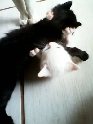 Gato raça vira-lata idade Abaixo de 2 meses nome sem nome 