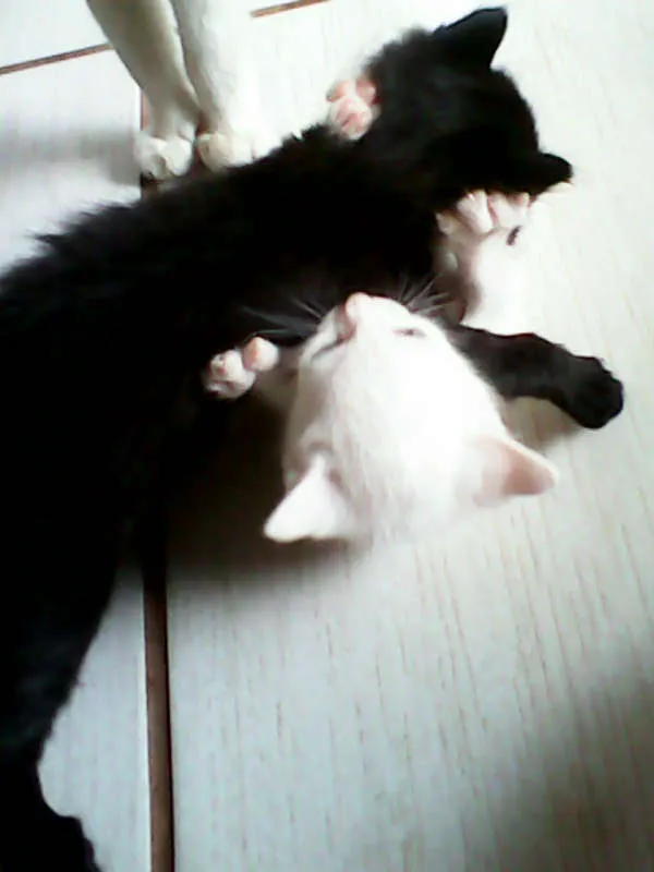 Gato ra a vira-lata idade Abaixo de 2 meses nome sem nome 