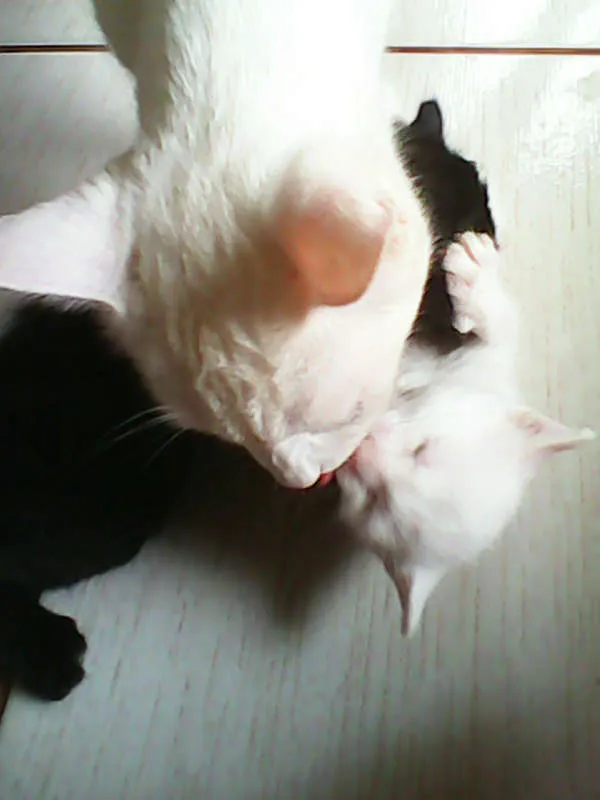 Gato ra a vira-lata idade Abaixo de 2 meses nome sem nome 