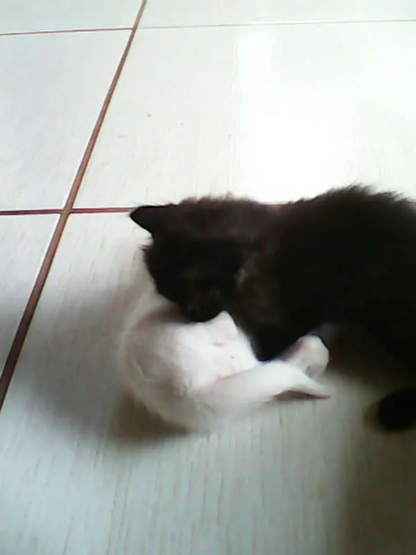 Gato ra a vira-lata idade Abaixo de 2 meses nome sem nome 