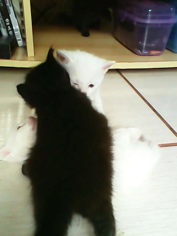 Gato ra a vira-lata idade Abaixo de 2 meses nome sem nome 