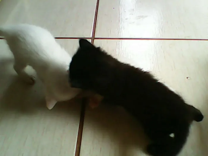 Gato ra a vira-lata idade Abaixo de 2 meses nome sem nome 