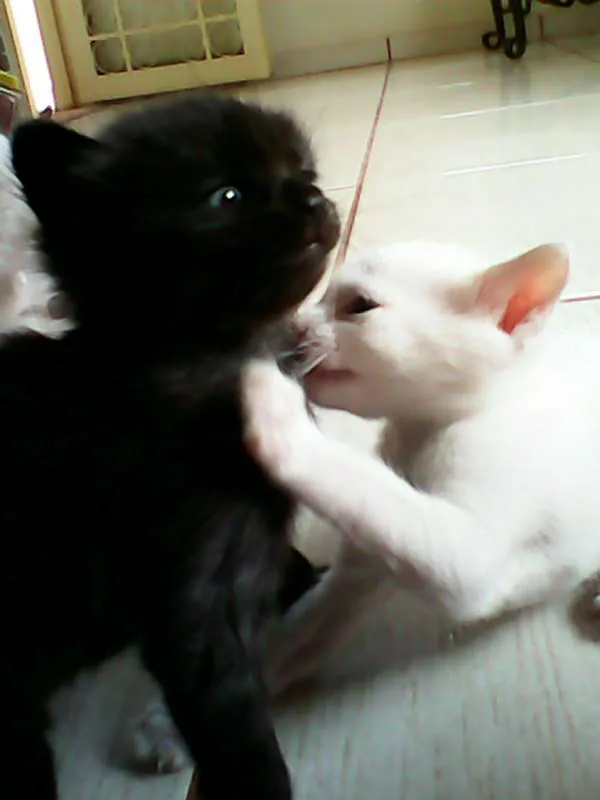 Gato ra a vira-lata idade Abaixo de 2 meses nome sem nome 