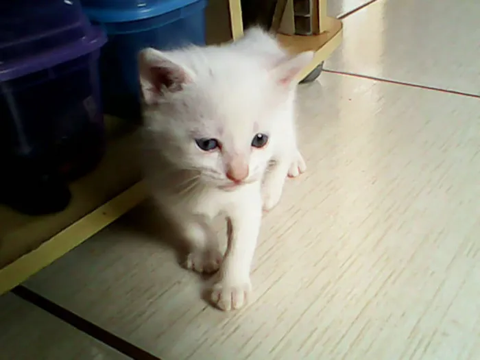 Gato ra a vira-lata idade Abaixo de 2 meses nome sem nome 
