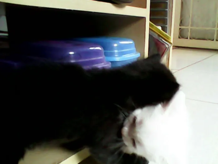 Gato ra a vira-lata idade Abaixo de 2 meses nome sem nome 