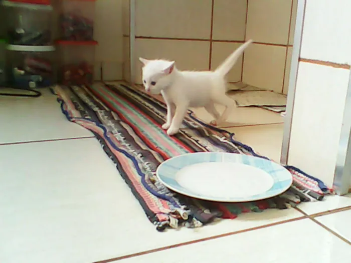 Gato ra a vira-lata idade Abaixo de 2 meses nome sem nome 