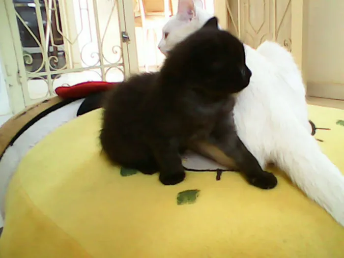 Gato ra a vira-lata idade Abaixo de 2 meses nome sem nome 