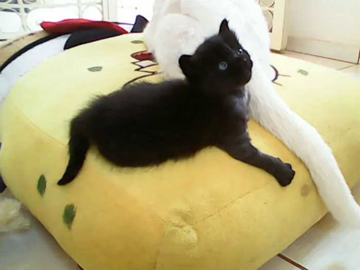 Gato ra a vira-lata idade Abaixo de 2 meses nome sem nome 
