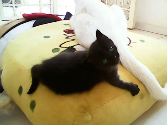 Gato ra a vira-lata idade Abaixo de 2 meses nome sem nome 