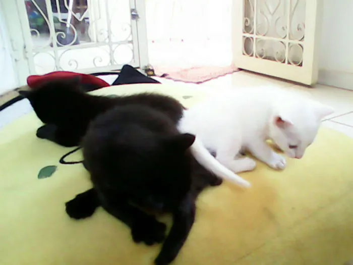 Gato ra a vira-lata idade Abaixo de 2 meses nome sem nome 