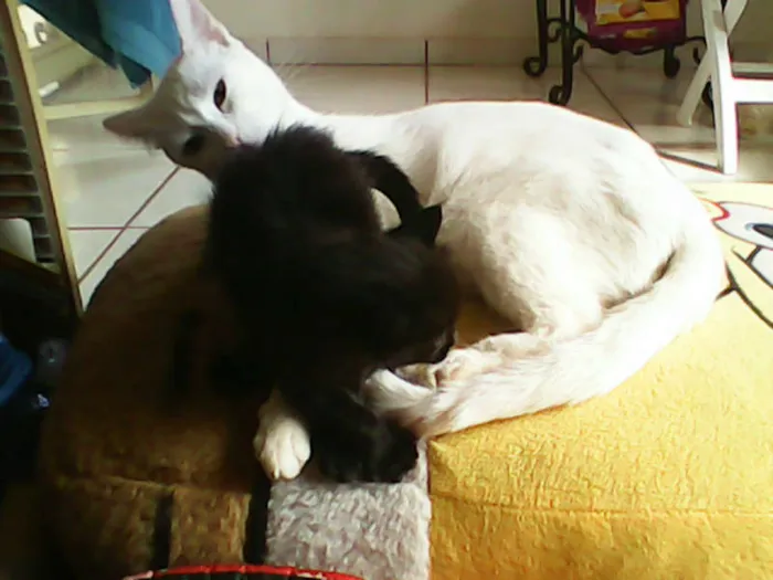 Gato ra a vira-lata idade Abaixo de 2 meses nome sem nome 