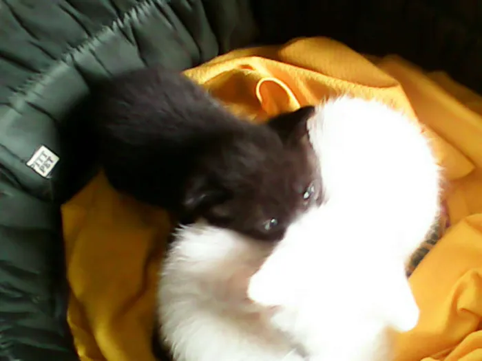 Gato ra a vira-lata idade Abaixo de 2 meses nome sem nome 