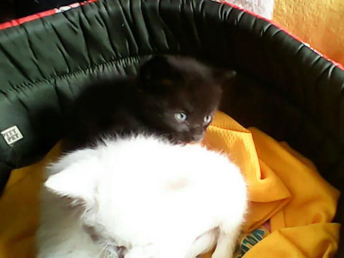 Gato ra a vira-lata idade Abaixo de 2 meses nome sem nome 