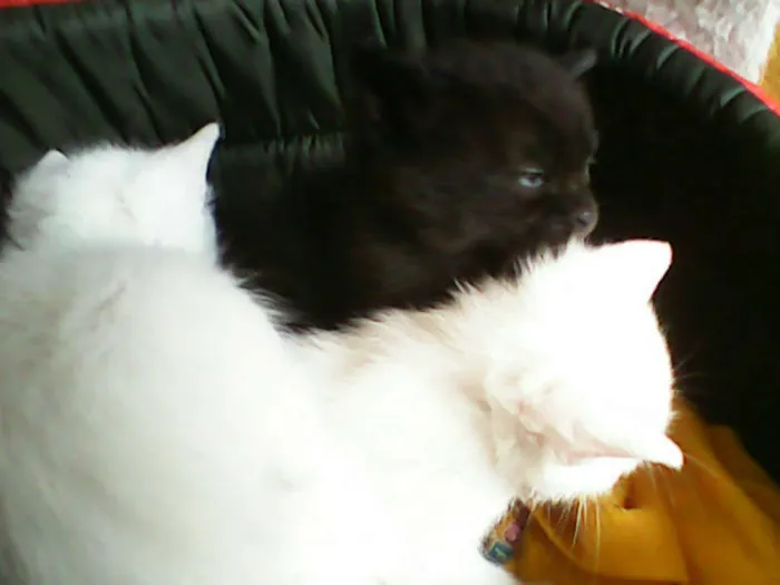 Gato ra a vira-lata idade Abaixo de 2 meses nome sem nome 