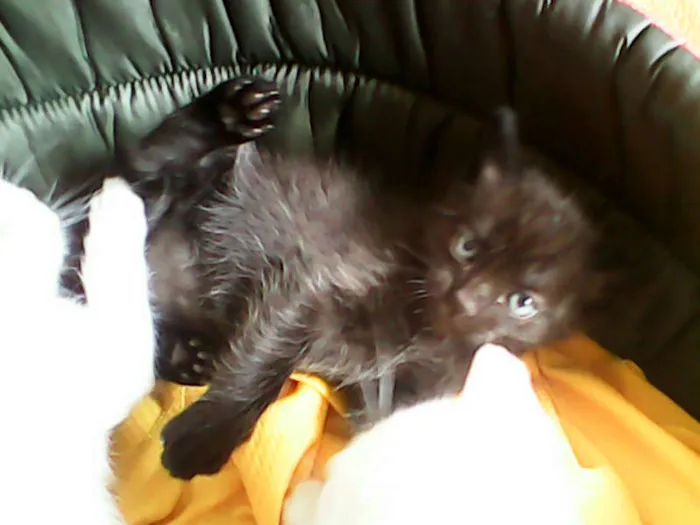 Gato ra a vira-lata idade Abaixo de 2 meses nome sem nome 