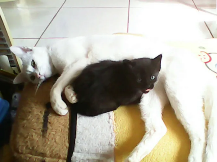 Gato ra a vira-lata idade Abaixo de 2 meses nome sem nome 