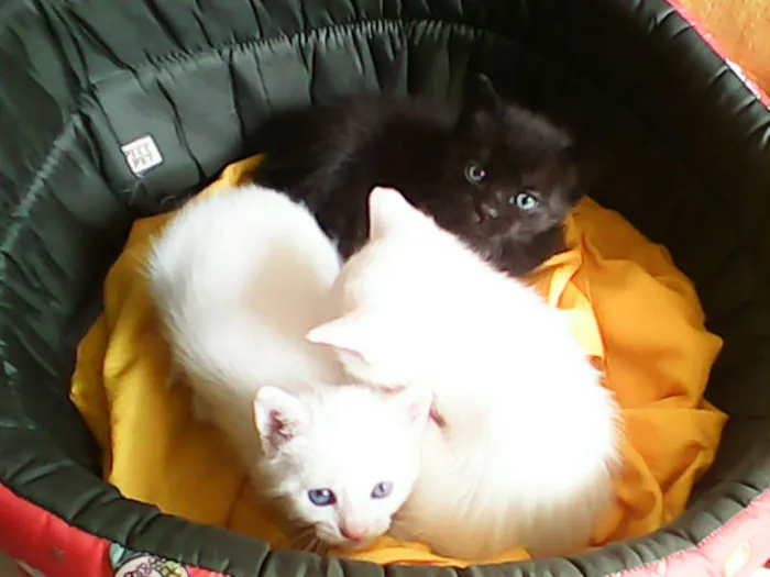 Gato ra a vira-lata idade Abaixo de 2 meses nome sem nome 