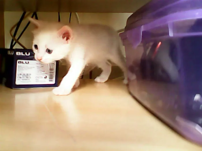 Gato ra a vira-lata idade Abaixo de 2 meses nome sem nome 